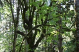 2013 World Deaf Timberfest
